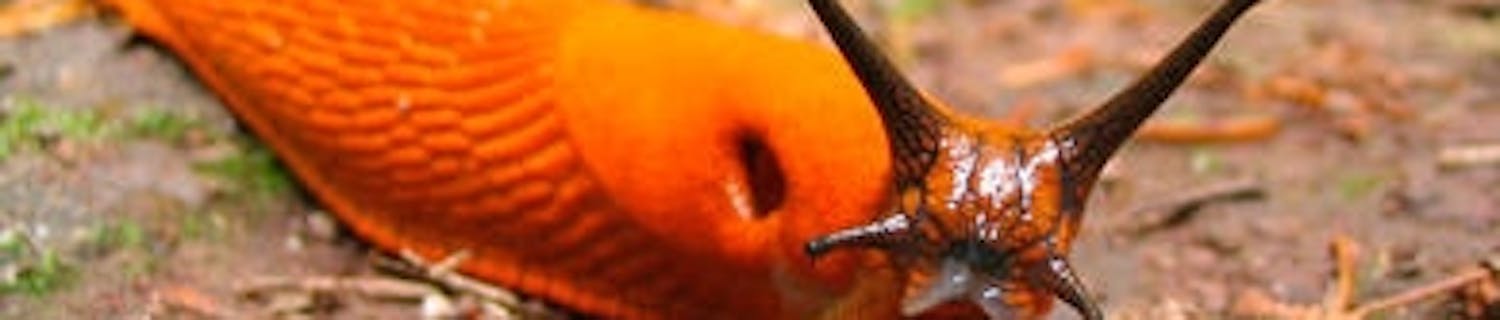 Etanan munat Etanan munat